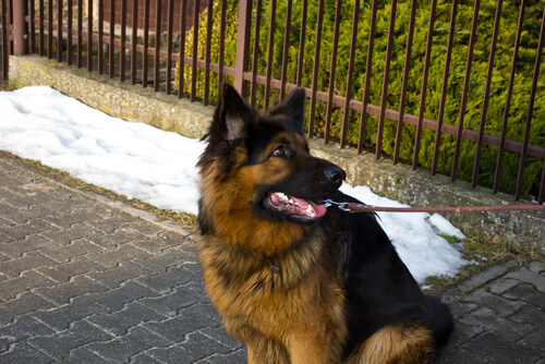 Perro pastor aleman de paseo