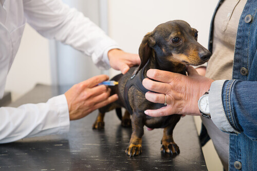 A dachshund at the vet.