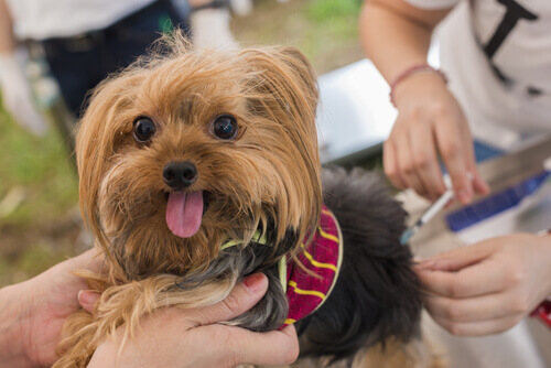 A Yorkshire terrier getting its vaccinations.
