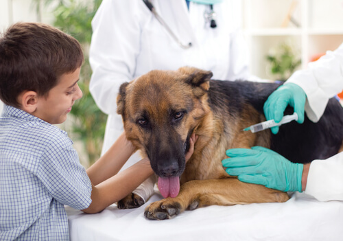 8 efectos secundarios de las vacunas para perros