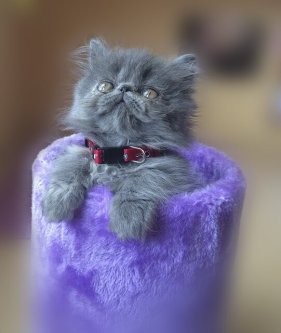 Gatito persa mirando a la cámara