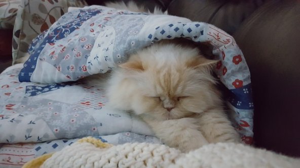Gato persa en sofa