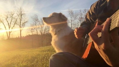 Maple, la perra músico que conmovió las redes sociales