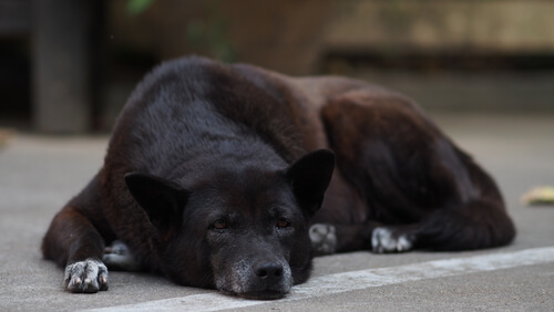 Perros mayores y Síndrome de Disfunción Cognitiva