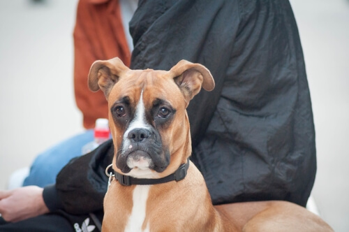Terapia neural para perros