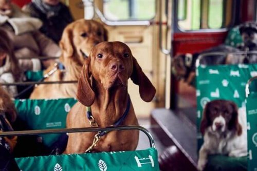 Londres estrena un autobús para perros