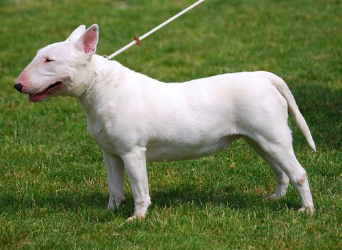 Perro bull terrier con cadena