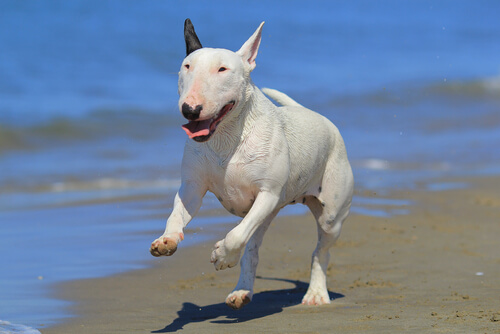 El bull terrier: ¿realmente lo sabes todo sobre esta raza?