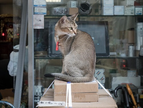 Hong Kong, la ciudad enamorada de los gatos