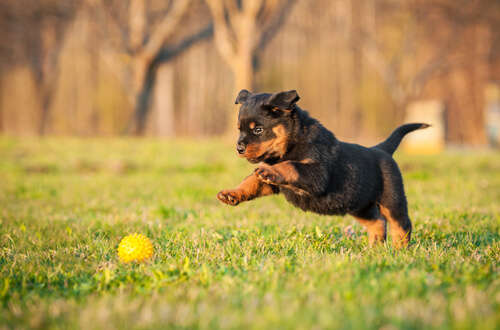 Rottweiler: descubre el carácter de este perro