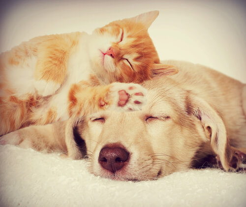 Enfermedades de perros y gatos