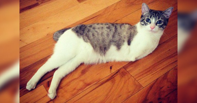 Una gatita con dos patas y su conmovedora historia: Dino Cat