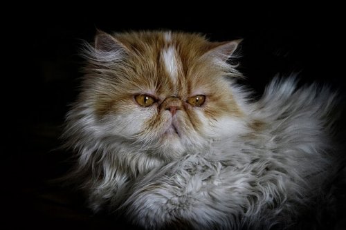 Rostro de un gato persa 
