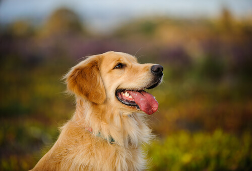 Golden Retriever: uno de los mejores perros para familias
