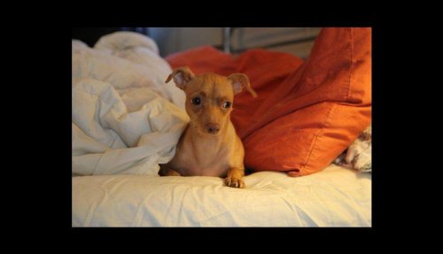mascotas-famosas-en-facebook