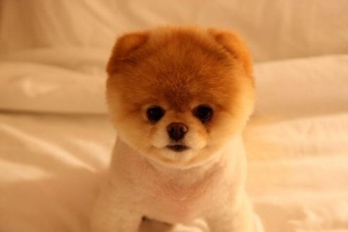 Los 10 animales más famosos de las redes Los 10 animales más famosos de las redes