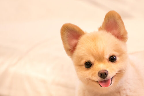 Diez nombres para perros ideales para los peludos más traviesos