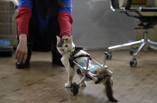 patas-bionicas-para-gatos-discapacitados-2
