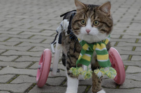 patas-bionicas-para-gatos-discapacitados-3
