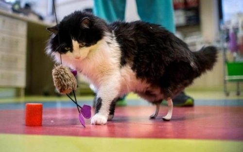 Patas biónicas implantadas a gatos discapacitados
