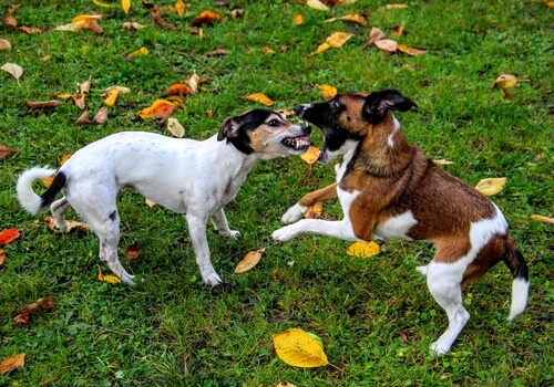 ¿Cómo puedes detener una pelea entre perros?