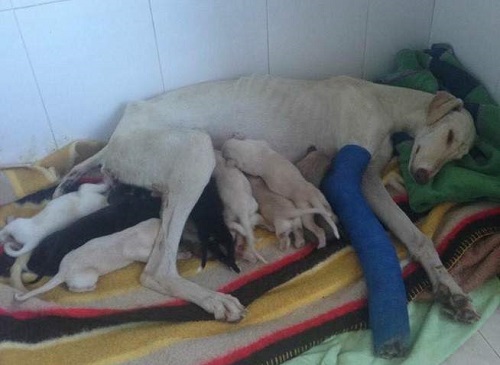 Una perrita recorre 3 km para salvar sus bebés a pesar de tener una pata rota Una perrita recorre 3 km para salvar sus bebés a pesar de tener una pata rota