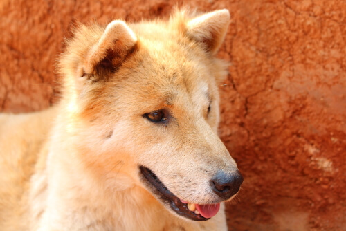 ¿Problemas estomacales en tu perro? ¡Ayúdalo!