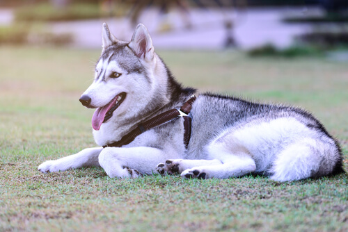 8 cosas que tu perro puede enseñarte para vivir en paz 8 cosas que tu perro puede enseñarte para vivir en paz