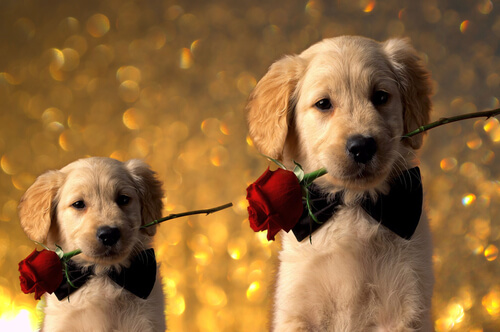 ¿Tu pareja ama los perros? Regálale uno de estos 5 libros por San Valentín