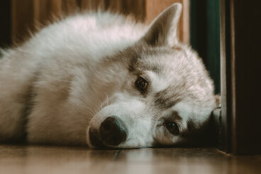 Mi perro se levanta a medianoche: causas y qué hacer