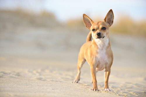 Perros Chihuahua ideales para pequeñas viviendas