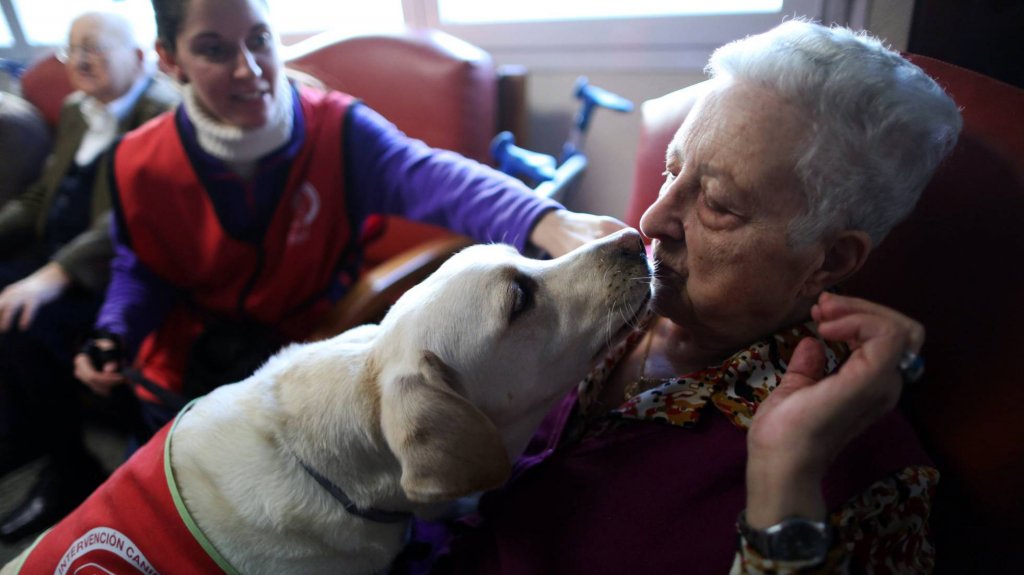 perros-doctores-3