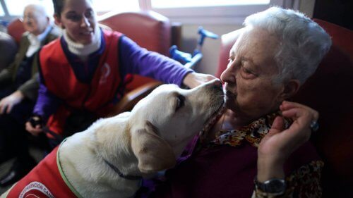 Los perros doctores Los perros doctores
