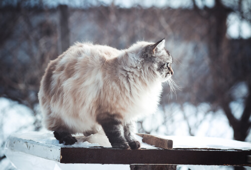 Fotos de perros y gatos que adoran invierno