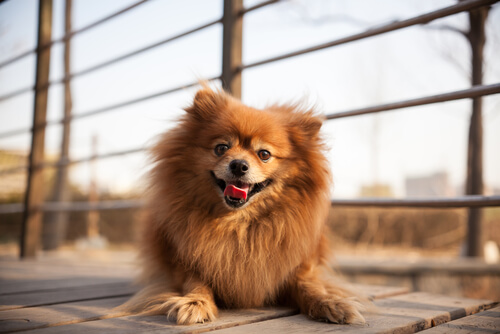 Existen diferentes razas de perros pequeños.