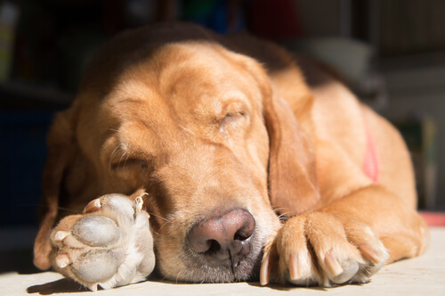 Tu perro adopta posturas diferentes para dormir según la situación