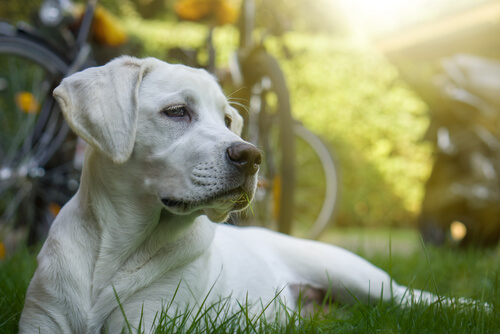 A dog lying in grass.