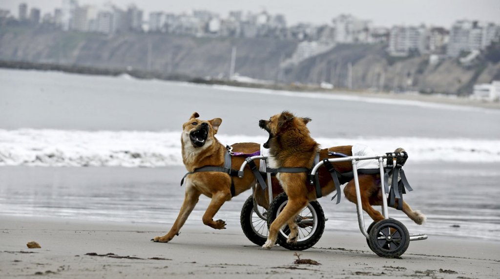 Resultado de imagen de perros discapacitados