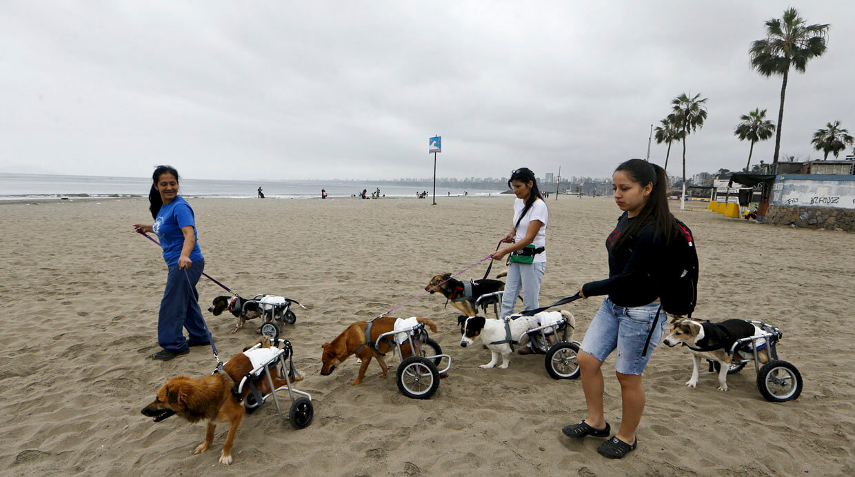 refugio para perros discapacitados 2