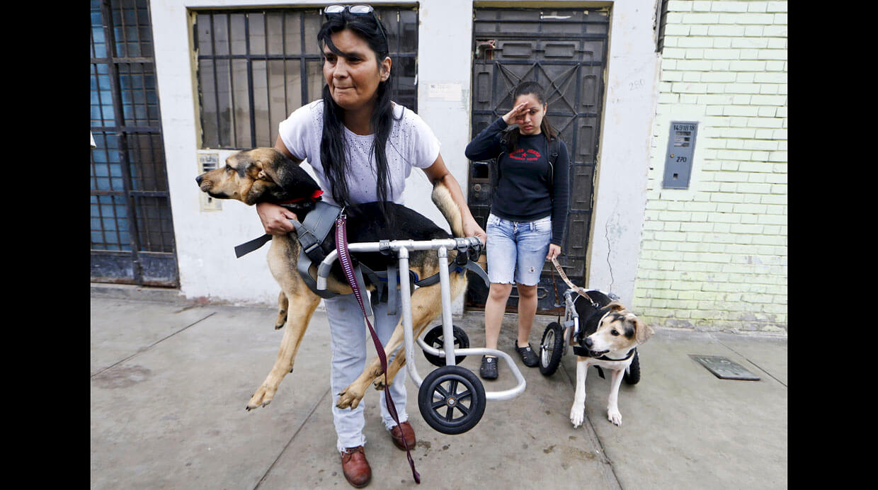 refugio para perros discapacitados