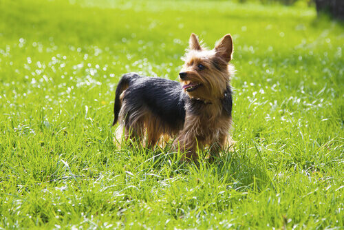 El Yorkshire Terrier es un perfecto animal de compañía tanto para niños como para ancianos