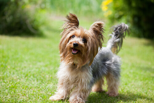 Yorkshire Terrier: un perro pequeño con gran carácter