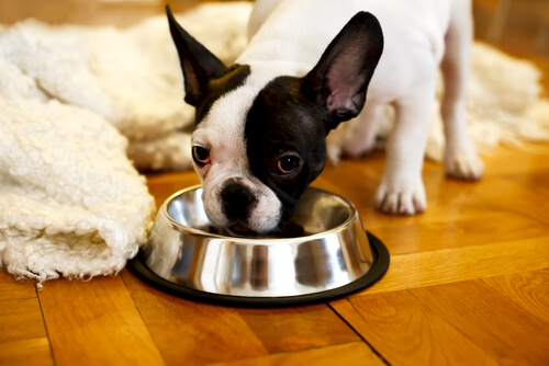 Boston terrier eating out of a bowl