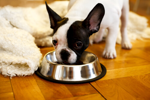 Razones para agregarles alimentos para el perro y su concentrado