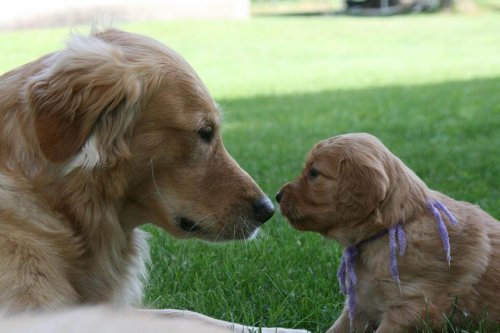 Avidog, una nueva red que ayuda a perros, jóvenes y abuelos