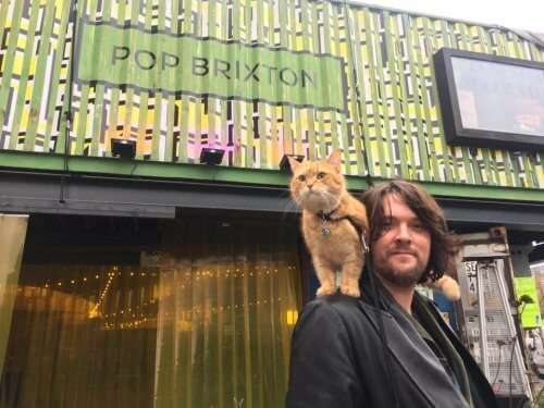 Bob, un gato callejero Bob, un gato callejero