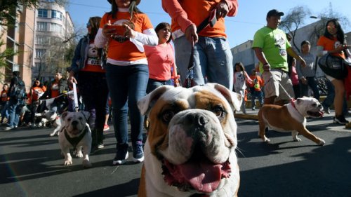 Cientos de bulldogs desfilan en busca de récord
