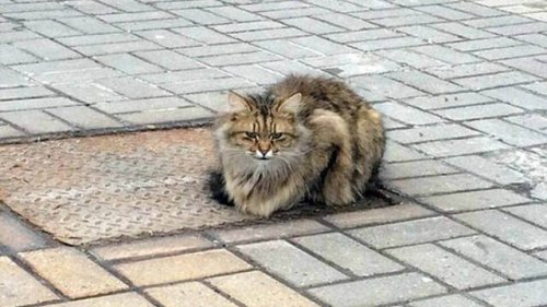 Un gatito abandonado lleva un año esperando a sus dueños