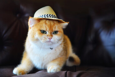 10 gatos más famosos de la televisión y el cine