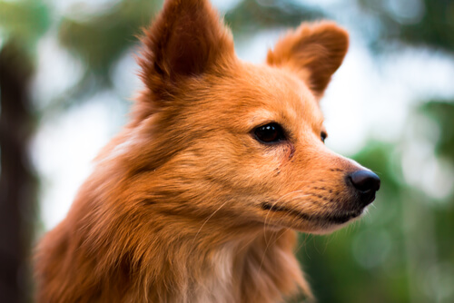 Los primeros 6 signos del horóscopo canino